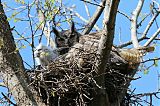 Great Horned Owlborder=